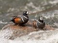 Harlequin Ducks - LeHardy Rapids, Yellowstone River, Yellowstone National Park, Wyoming, 2017