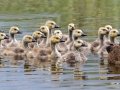 Canada Geese with Goslings - Jackson, Wyoming, 2017
