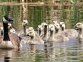 Canada Geese with Goslings - Jackson, Wyoming, 2017