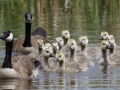 Canada Geese with Goslings - Jackson, Wyoming, 2017