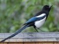 Black-billed Magpie National Elk Refuge, Jackson , Wyoming, 2017