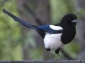 Black-billed Magpie National Elk Refuge, Jackson , Wyoming, 2017