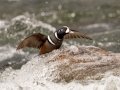 Harlequin Duck - LeHardy Rapids, Yellowstone River, Yellowstone National Park, Wyoming, 2017
