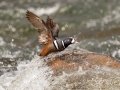 Harlequin Duck - LeHardy Rapids, Yellowstone River, Yellowstone National Park, Wyoming, 2017