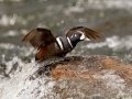 Harlequin Duck - LeHardy Rapids, Yellowstone River, Yellowstone National Park, Wyoming, 2017