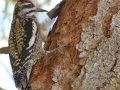 Yellow-bellied Sapsucker - female