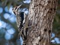 Yellow-bellied Sapsucker - female