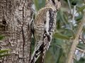 Yellow-bellied Sapsucker - female