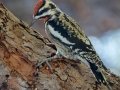 Yellow-bellied Sapsucker - male