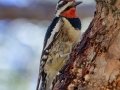Yellow-bellied Sapsucker - male
