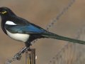 Yellow-billed Magpie, Santa Barbara County, California, October 19, 2017