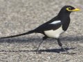Yellow-billed Magpie, Santa Barbara County, California, October 19, 2017