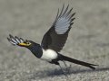 Yellow-billed Magpie, Santa Barbara County, California, October 19, 2017
