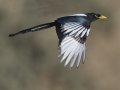Yellow-billed Magpie, Santa Barbara County, California, October 19, 2017