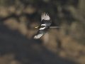 Yellow-billed Magpie, Santa Barbara County, California, October 19, 2017