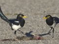 Yellow-billed Magpies, Santa Barbara County, California, October 19, 2017