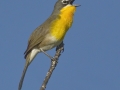 Yellow-breasted Chat