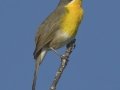Yellow-breasted Chat