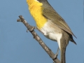 Yellow-breasted Chat