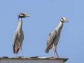 Yellow-crowned Night-Heron - Tijuana Slough NWR--Visitor Center/North McCoy Trail, San Diego, California, 6/22/2015