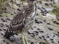 Yellow-crowned Night-Heron - Tijuana Slough NWR--Visitor Center/North McCoy Trail, San Diego, California, 7/9/2015