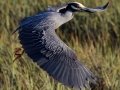 Yellow-crowned Night-Heron - Tijuana Slough NWR--Visitor Center/North McCoy Trail, San Diego, California, 4/27/2015