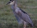 Yellow-crowned Night-Heron - Tijuana Slough NWR--Visitor Center/North McCoy Trail, San Diego, California, 8/23/2015