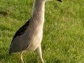 Yellow-crowned Night-Heron - Tijuana Slough NWR--Visitor Center/North McCoy Trail, San Diego, California, 8/23/2015