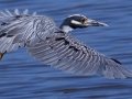 Yellow-crowned Night-Heron - Tijuana Slough NWR--Visitor Center/North McCoy Trail, San Diego, California, 7/28/2015