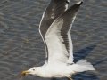 Yellow-footed Gull
