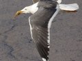 Yellow-footed Gull