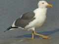 Yellow-footed Gull