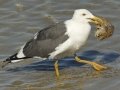 Yellow-footed Gull