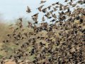 Yellow-headed Blackbirds - Salton Sea--Obsidian Butte, Imperial, California, 2/15/2017
