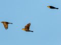 Yellow-headed Blackbirds - Salton Sea--Obsidian Butte, Imperial, California, 2/15/2017