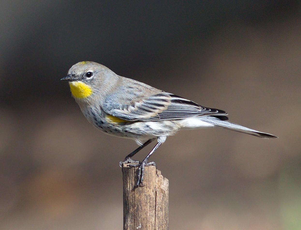 Yellow-rumped Warbler | San Diego Bird Spot