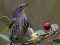 Yellow-rumped Warbler