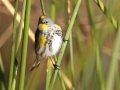Yellow-rumped Warbler