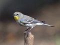 Yellow-rumped Warbler