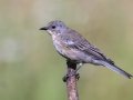 Yellow-rumped Warbler
