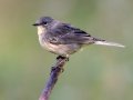 Yellow-rumped Warbler