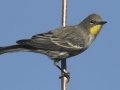 Yellow-rumped Warbler