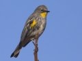 Yellow-rumped Warbler