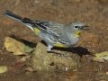 Yellow-rumped Warbler