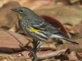 Yellow-rumped Warbler