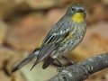 Yellow-rumped Warbler