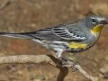 Yellow-rumped Warbler