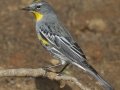 Yellow-rumped Warbler