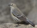 Yellow-rumped Warbler (Myrtle)