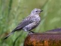 Yellow-rumped Warbler